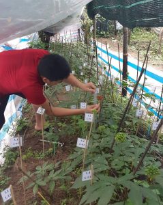Cách trồng sâm lai châu sâm của Việt Nam