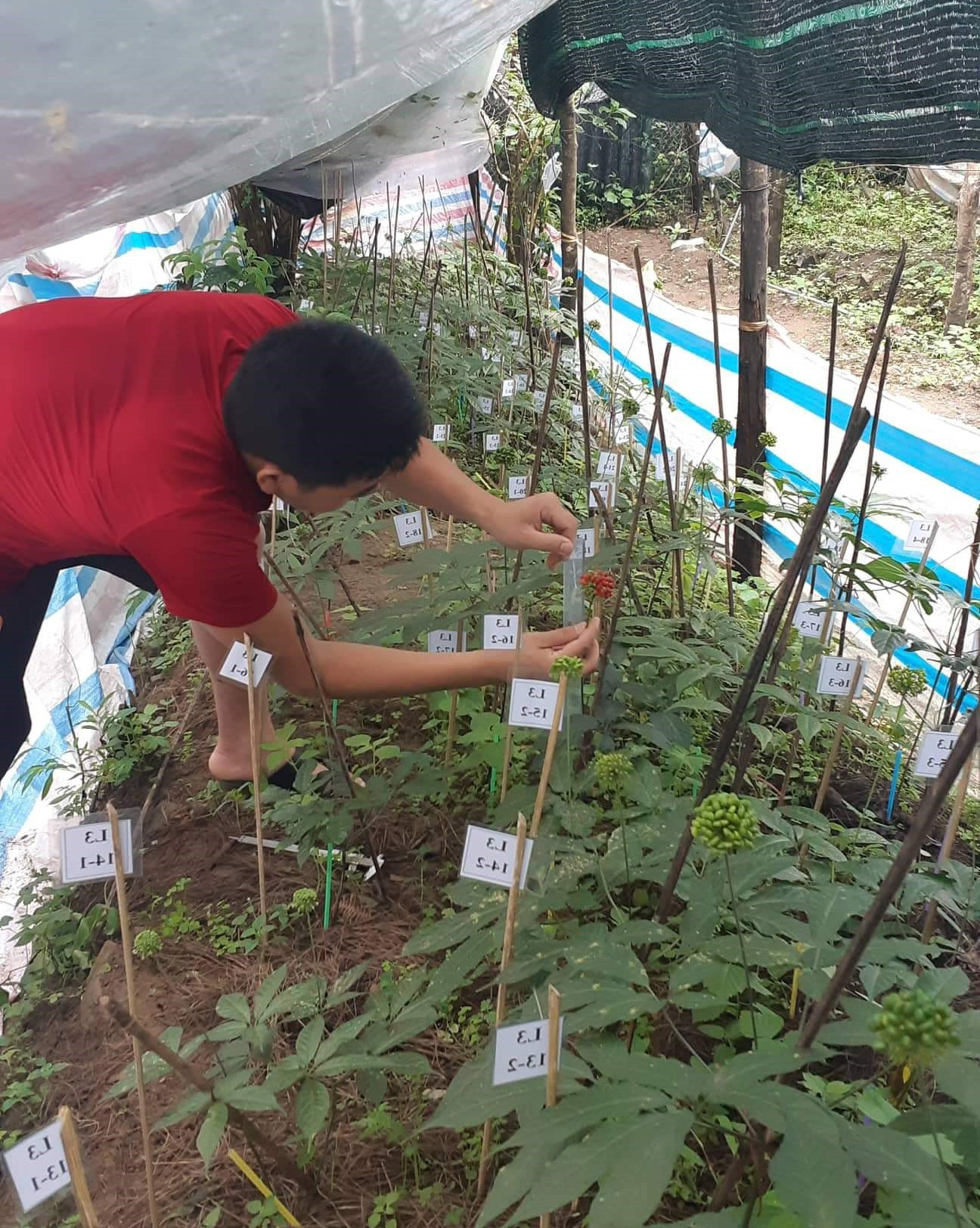 Cách trồng sâm lai châu sâm của Việt Nam