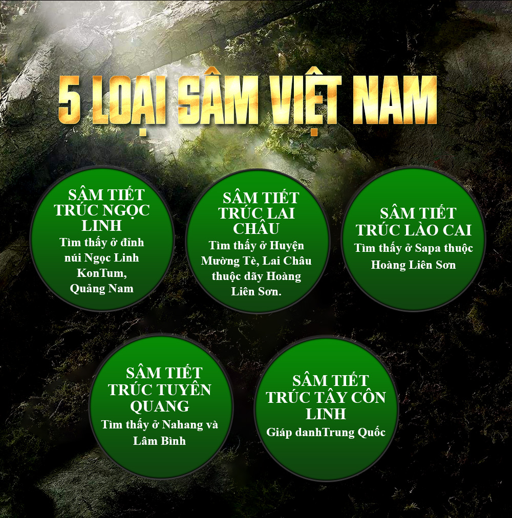 Các loại sâm Việt Nam được ưa chuộng nhất hiện nay
