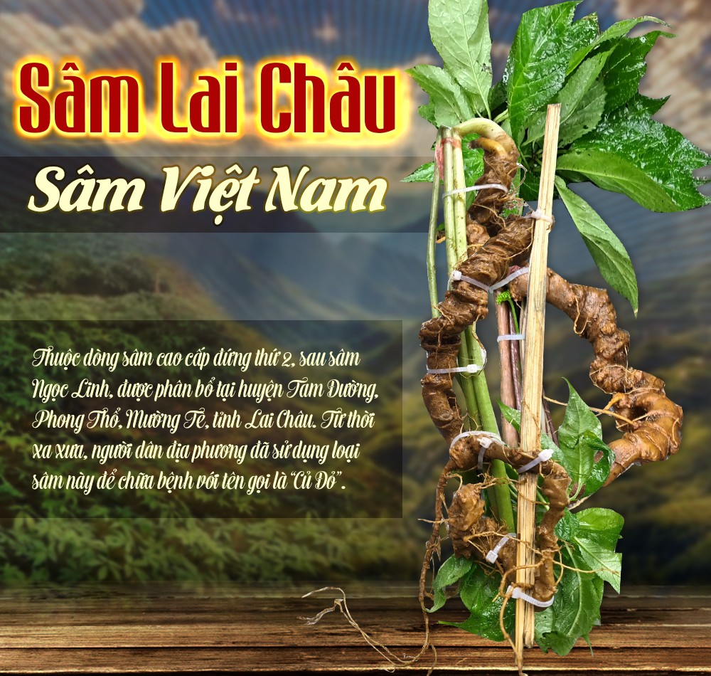 Hình ảnh củ sâm lai châu đẹp nhất Việt Nam