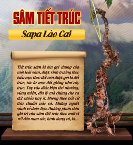 Hình ảnh Thông tin về sâm tiết trúc Sapa Sâm Việt Nam